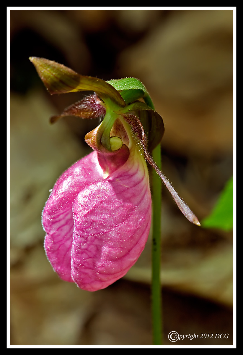 Pink-Ladys-Slipper-05-26-06cr-X3.jpg