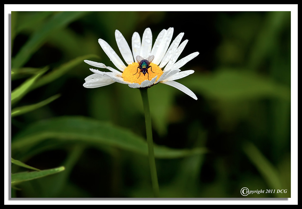 Oxeye-Daisy-06-14-03acr-XL.jpg