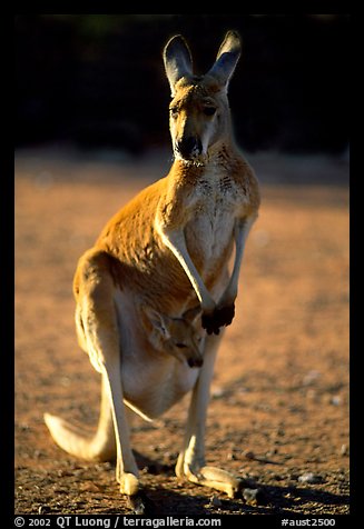 aust2500.jpeg