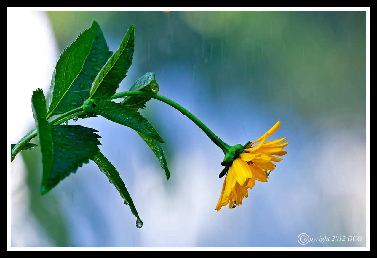 Coreopsis-06-30-01acr-X2.jpg