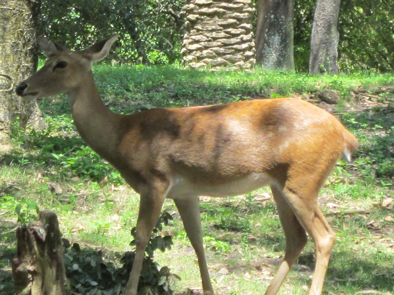 IMG0150-L.jpg
