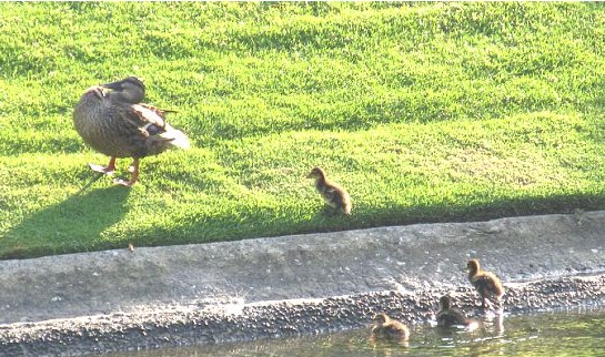 ducks.jpg