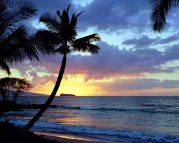 paradise%20palm.jpg