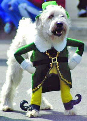 st-patricks-day-dog.jpg