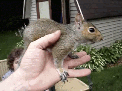 squirrel1.gif