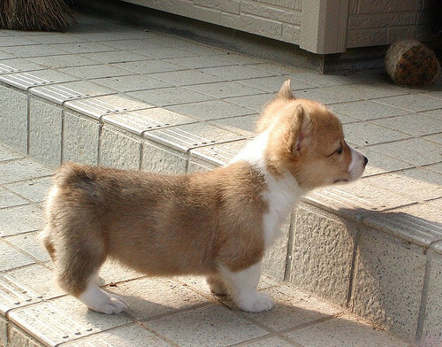 tumblr_l8yhl8SO4j1qzl7pko1_500.jpg