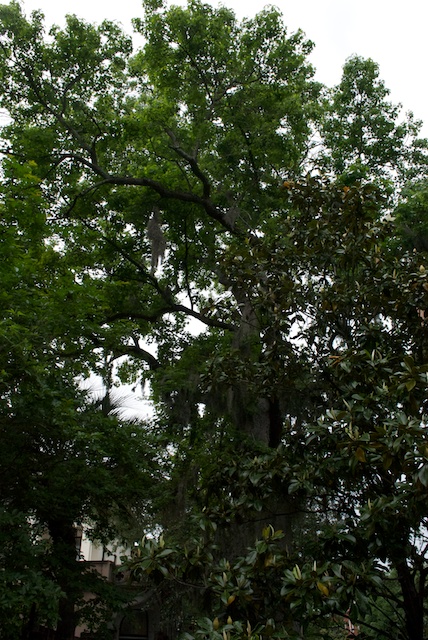 savannah-5.jpg