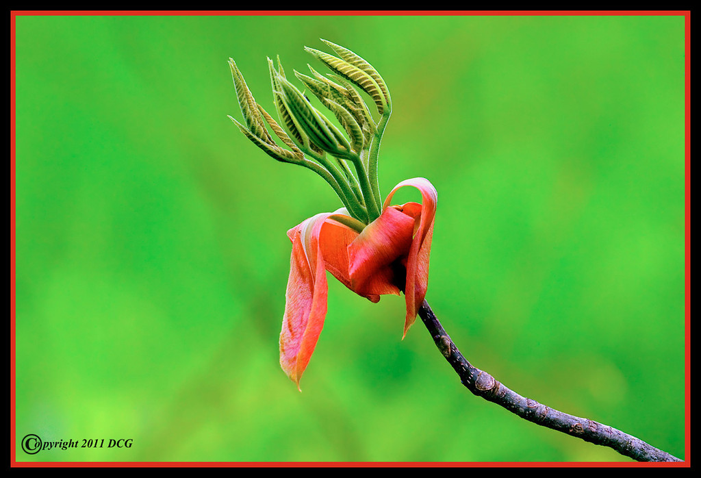 Spring-Leaf-05-16-03aacr-XL.jpg