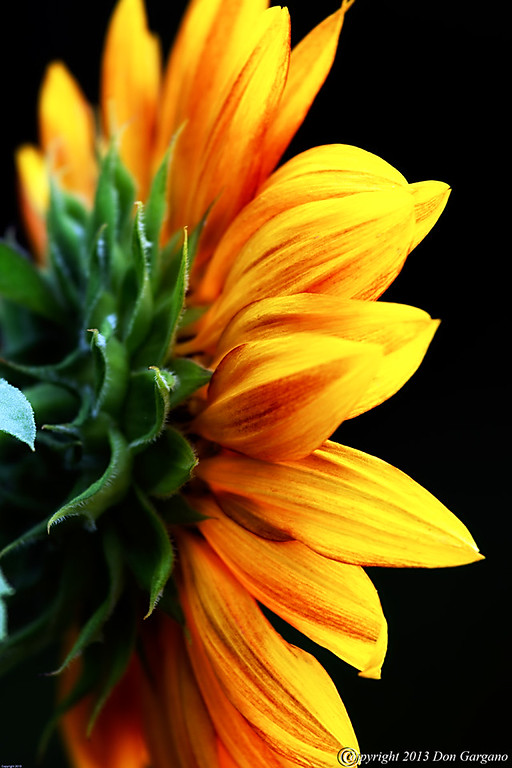 Sunflower-08-12-01cr%20-XL.jpg