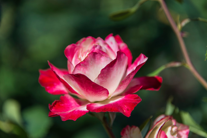 DSC_2774-L.jpg