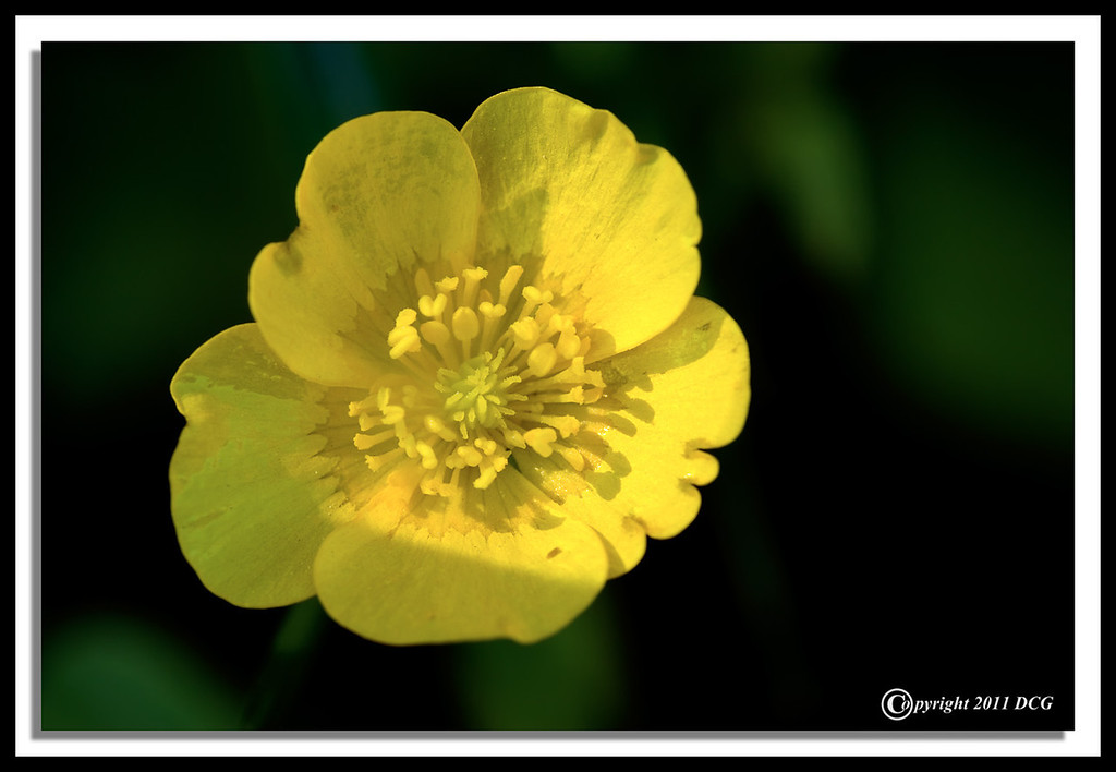 Buttercup-06-07-02cr-XL.jpg
