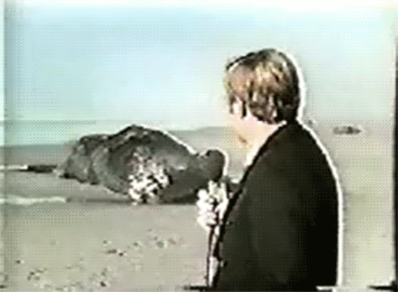 explodingwhale570.gif