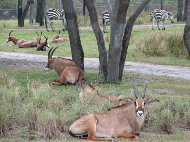 animalkingdomlodge038.jpg