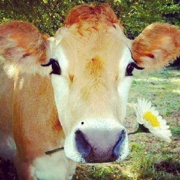 lash_affair_by_j_paris_blog_cow.jpg