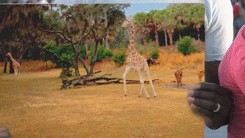 tumblr_lt2xencW3c1qgcqyeo2_250.gif