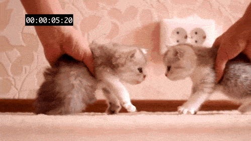 tumblr_ln1yhnpLrX1qkj6n6o1_500.gif