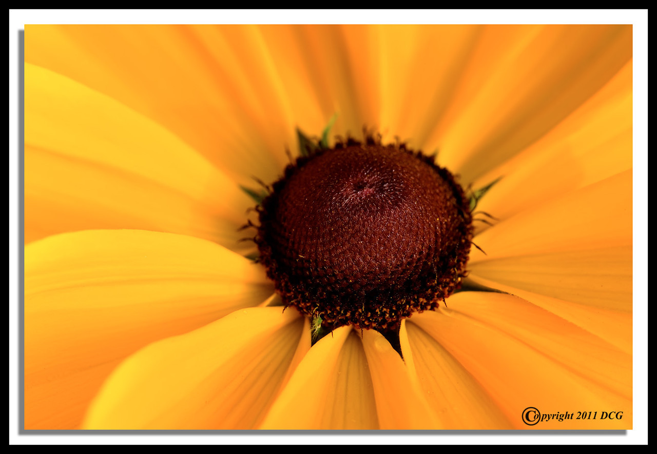 Flower-07-31-01cr-X2.jpg