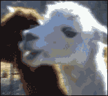 tumblr_ll3oelTVQv1qdrz76.gif