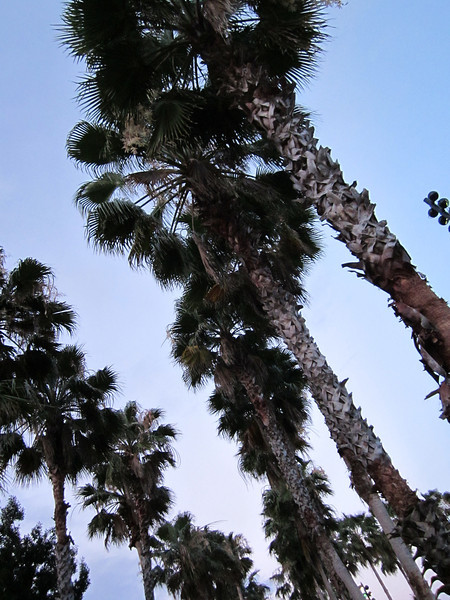 IMG0051-L.jpg