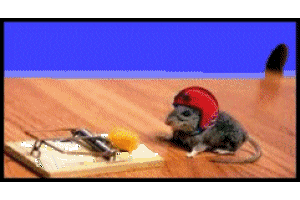 mouse2.gif