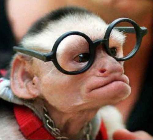 animalimages_funny_monkeys_1001.jpg