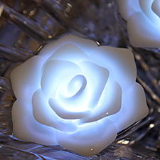 white-rose.jpg
