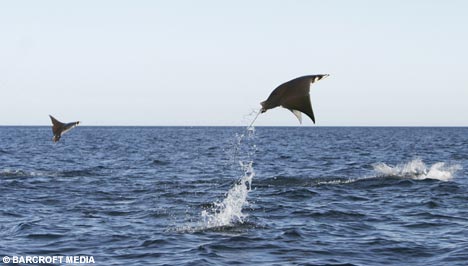 Manta5BAR_468x304.jpg