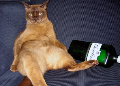 _44046189_gin_cat.jpg
