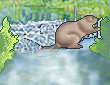 beaver.gif