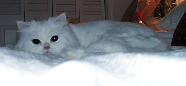 dandy5thbirthday2.jpg