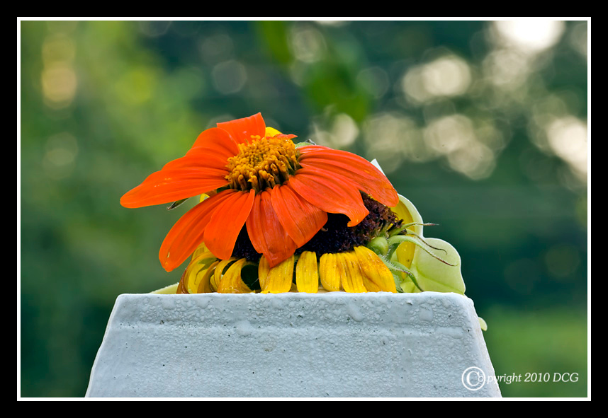 975145537_o5J4M-X2.jpg