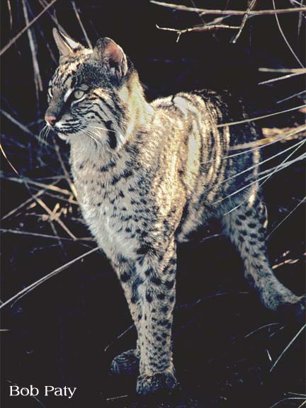 FloridaBobcat.jpg