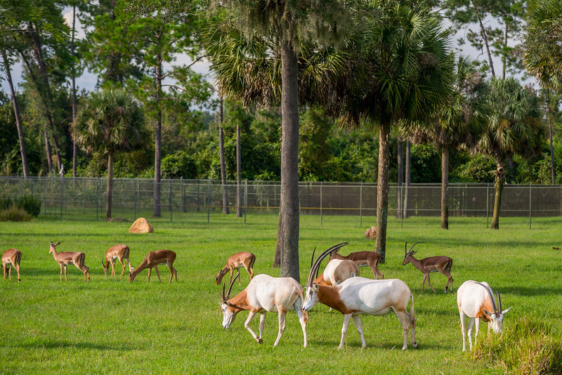 DSC_2084-L.jpg