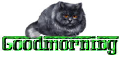 gdmorningcat.gif