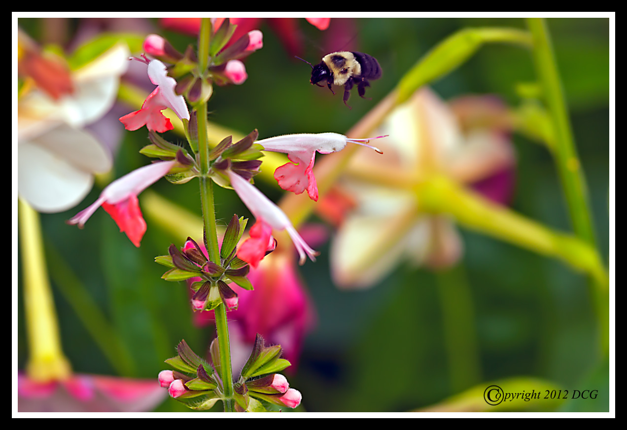 Bumblebee-08-02-01cr-X2.jpg
