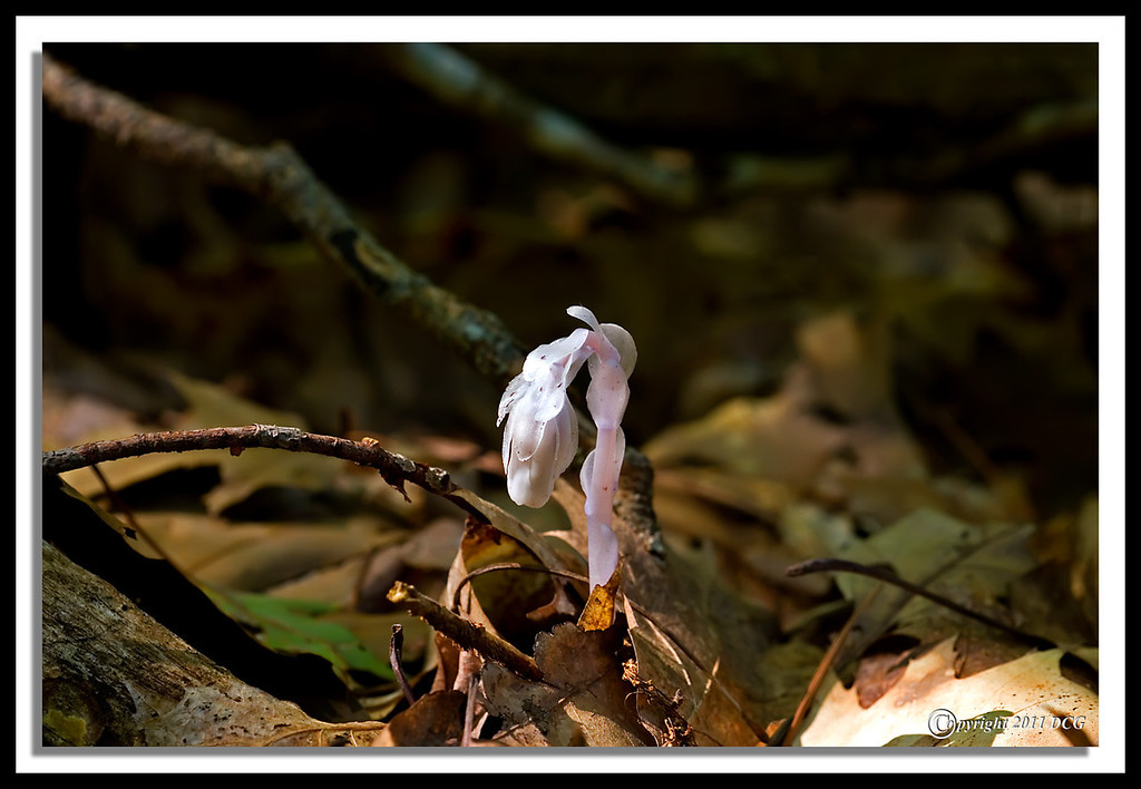 Indian-Pipe-09-12-04cr-XL.jpg
