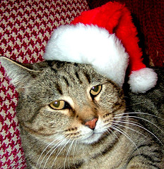 CarlaCatSanta.jpg