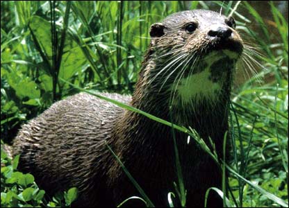 _42937045_otter4.jpg