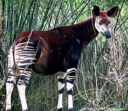 250px-Okapi2.jpg