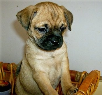 PuggletownPugglesMiniPuggleFawnF.JPG