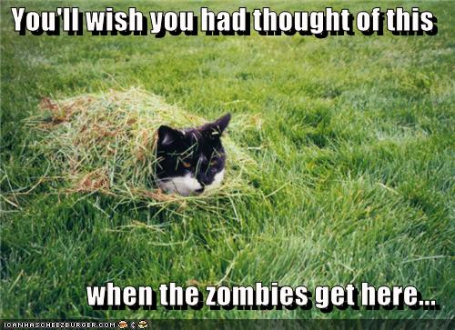 cat-funny-pictures.jpg