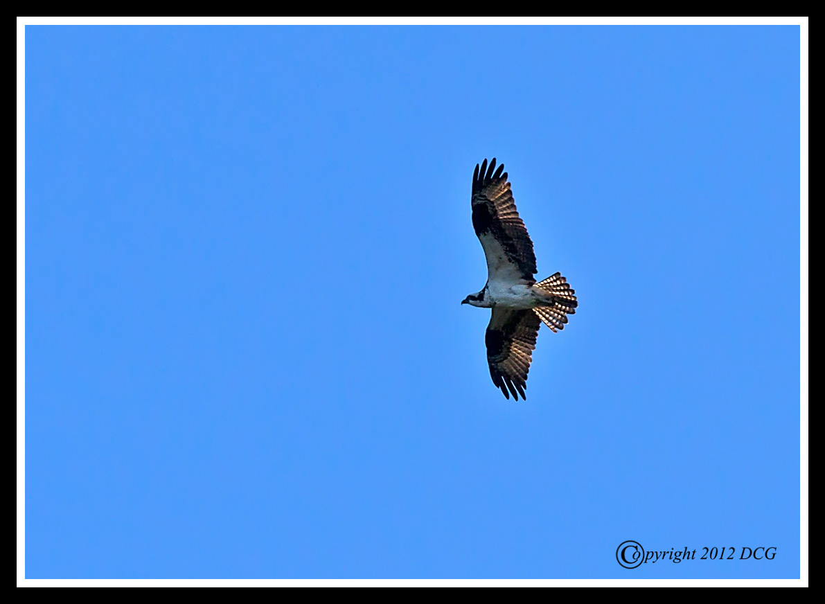 Osprey-10-22-02acr-X2.jpg