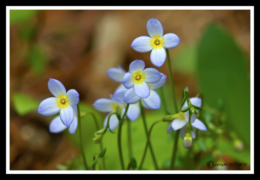 Bluets-05-10-01acr-XL.jpg