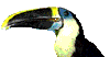 bestbird.gif
