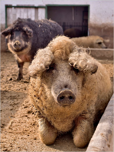 01pigs1500.jpg