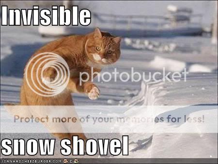 funny-pictures-cat-with-invisible-s.jpg