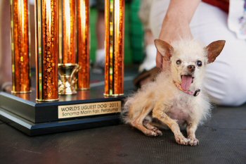 yoda-worlds-ugliest-dog-2011.jpg