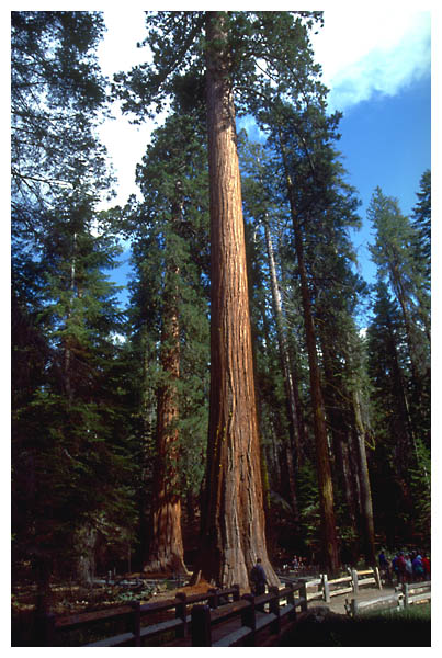 sequoia.jpg