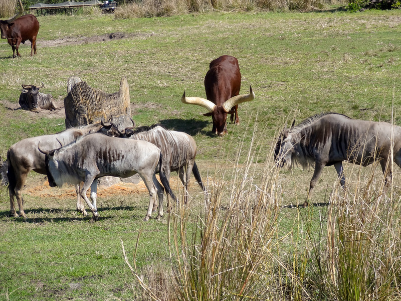 DSC01093-L.jpg