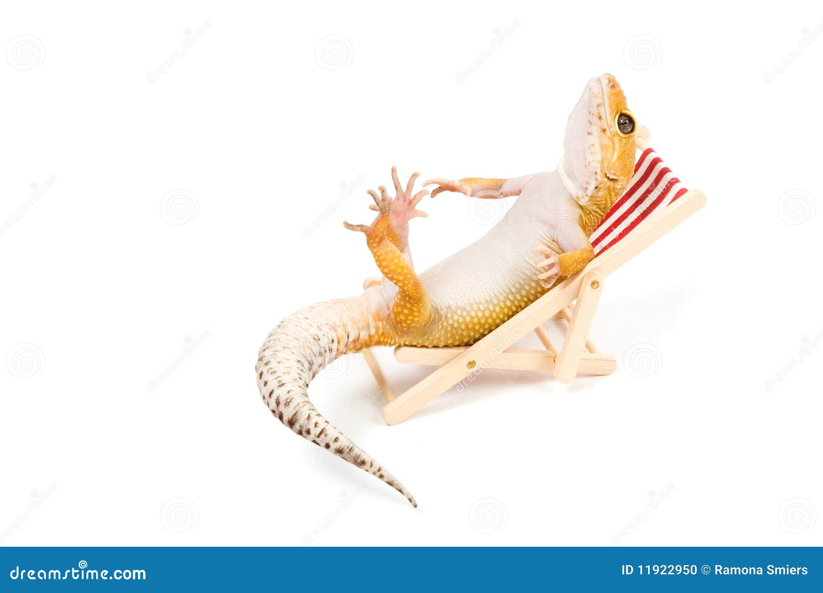 gecko-relaxing-beach-chair-11922950.jpg